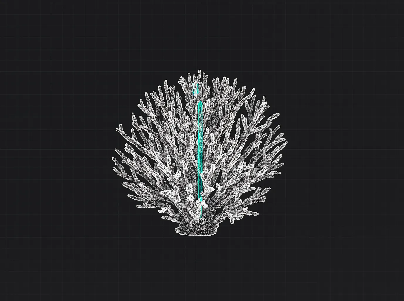 Coral Bleaching Causes: Why Corals Turn White and