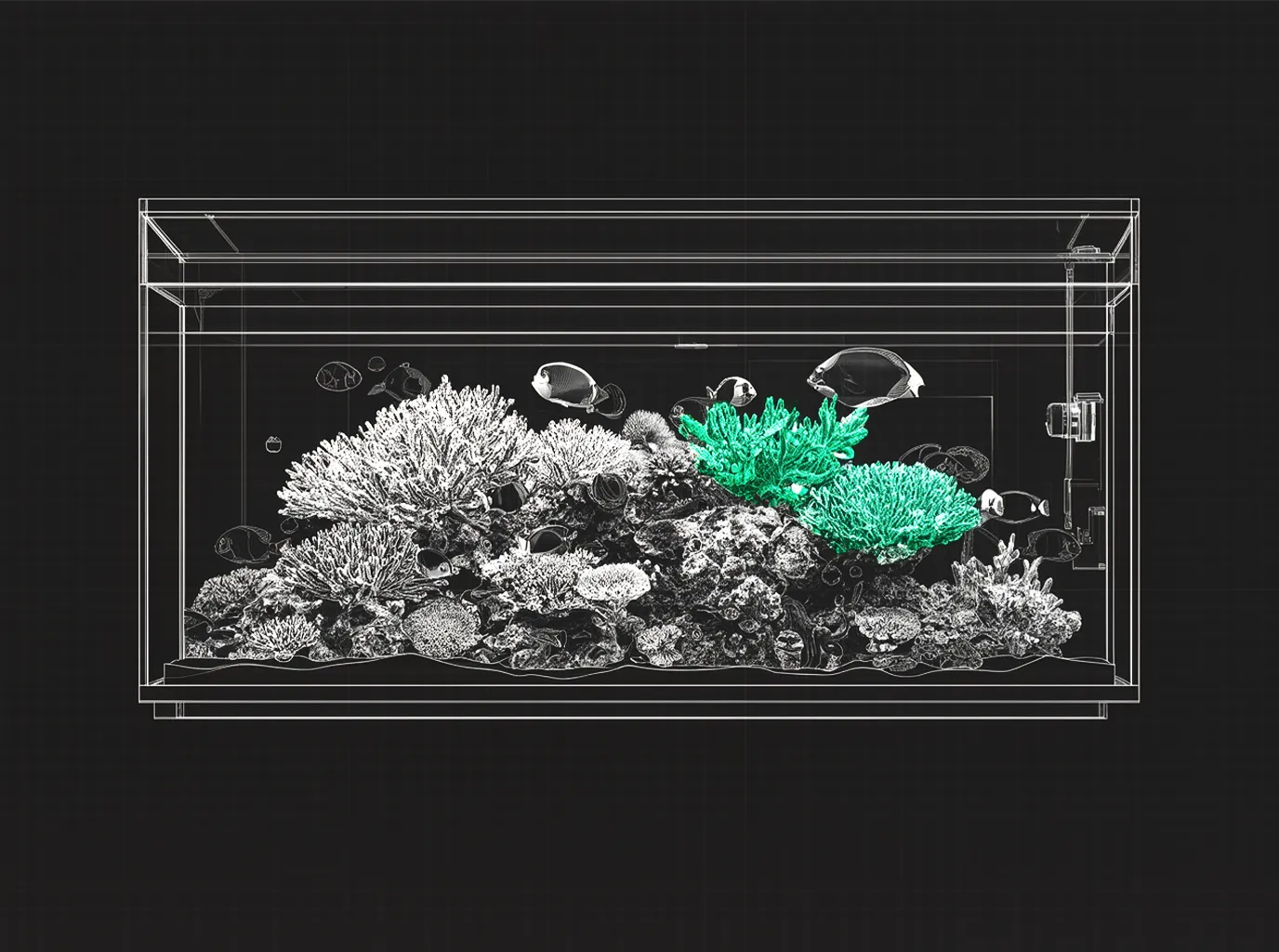Coral Placement Guide: Where to Put Every Type of